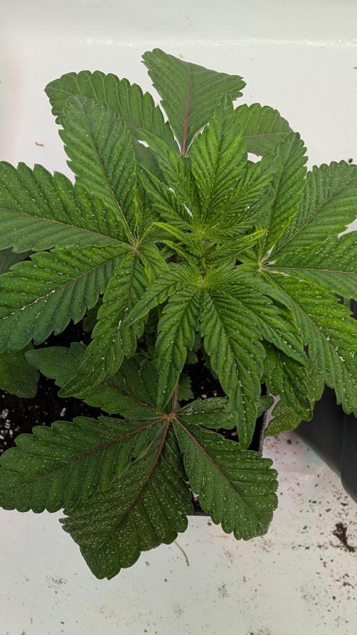 First US Premium try. Week 4