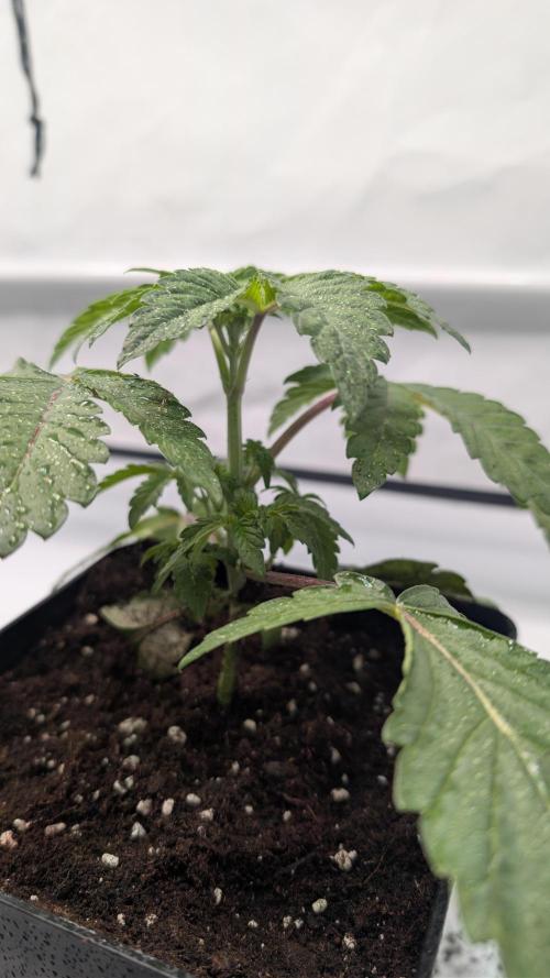 First US Premium try. Week 4