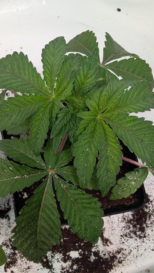 First US Premium try. Week 4