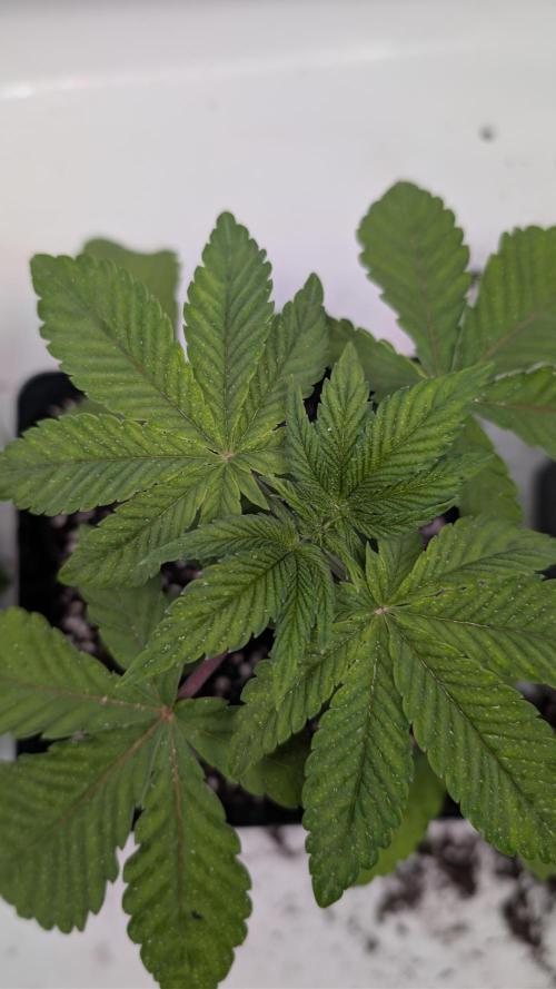 First US Premium try. Week 4