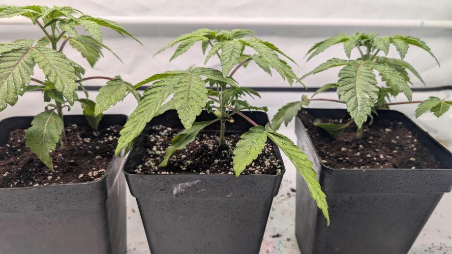 First US Premium try. Week 4