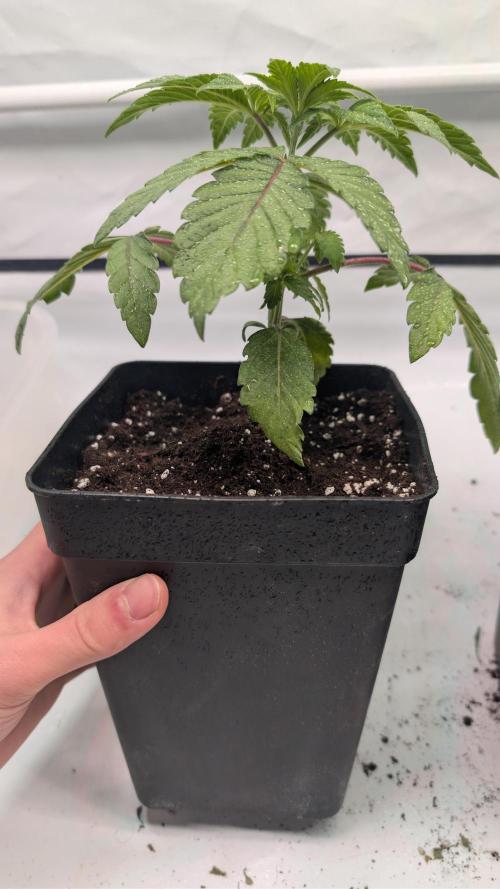 First US Premium try. Week 4