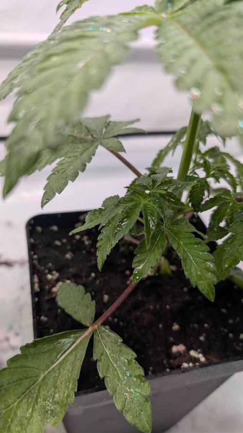 First US Premium try. Week 5