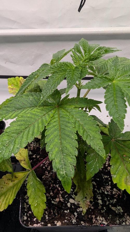 First US Premium try. Week 5