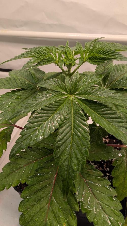 First US Premium try. Week 5