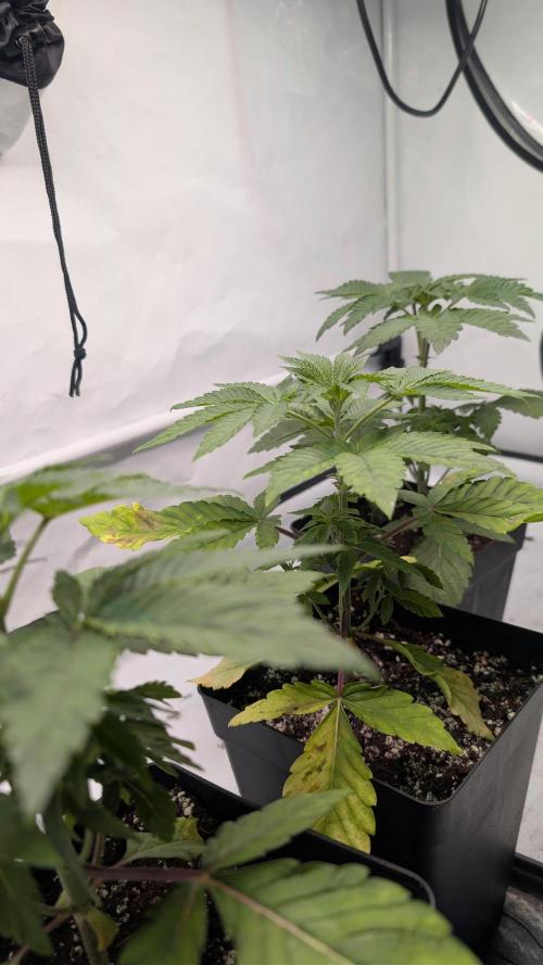 First US Premium try. Week 5