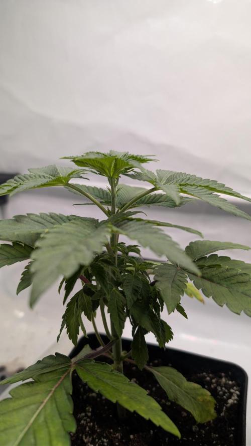 First US Premium try. Week 5