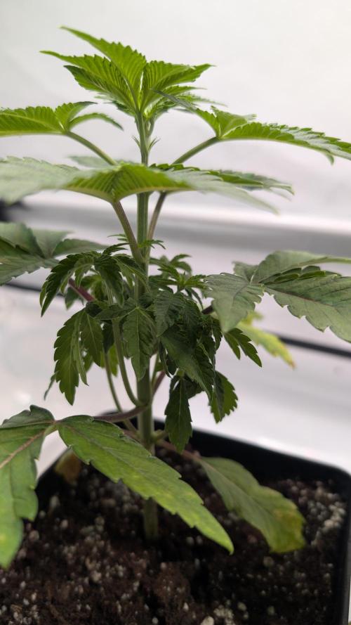 First US Premium try. Week 5