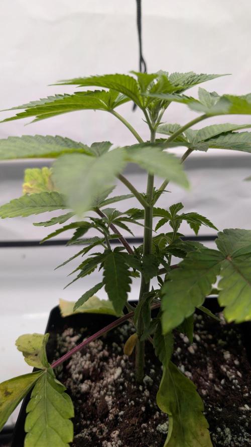 First US Premium try. Week 5