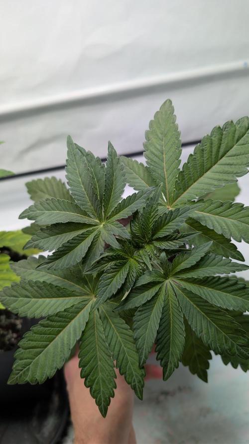 First US Premium try. Week 5