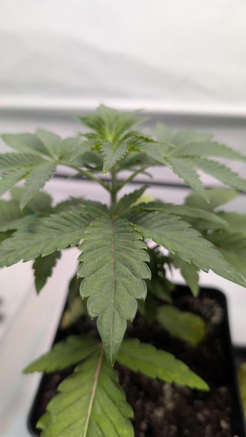 First US Premium try. Week 5