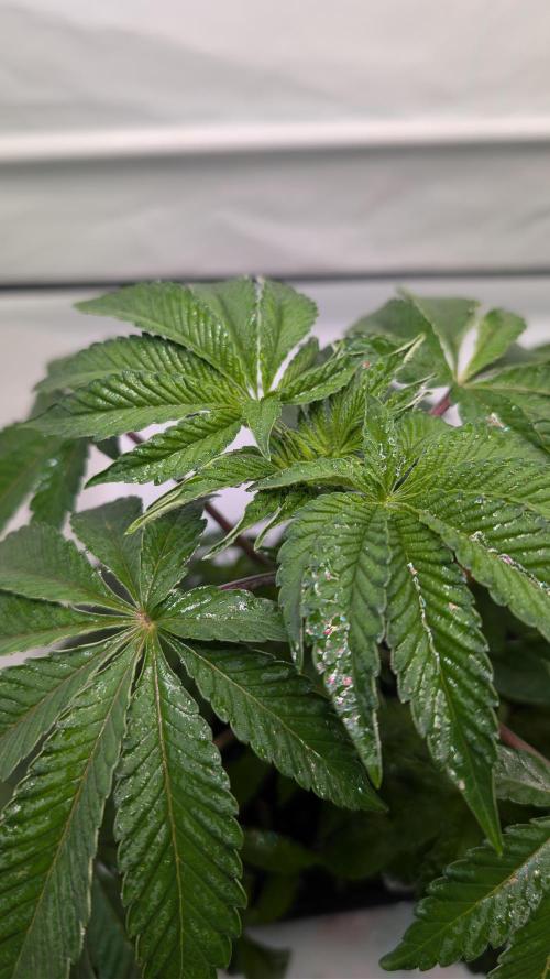 First US Premium try. Week 6