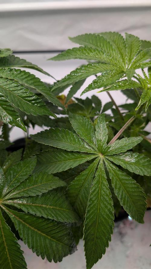 First US Premium try. Week 6