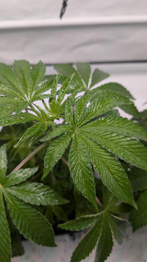 First US Premium try. Week 6