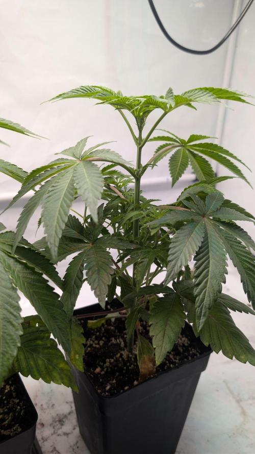 First US Premium try. Week 6