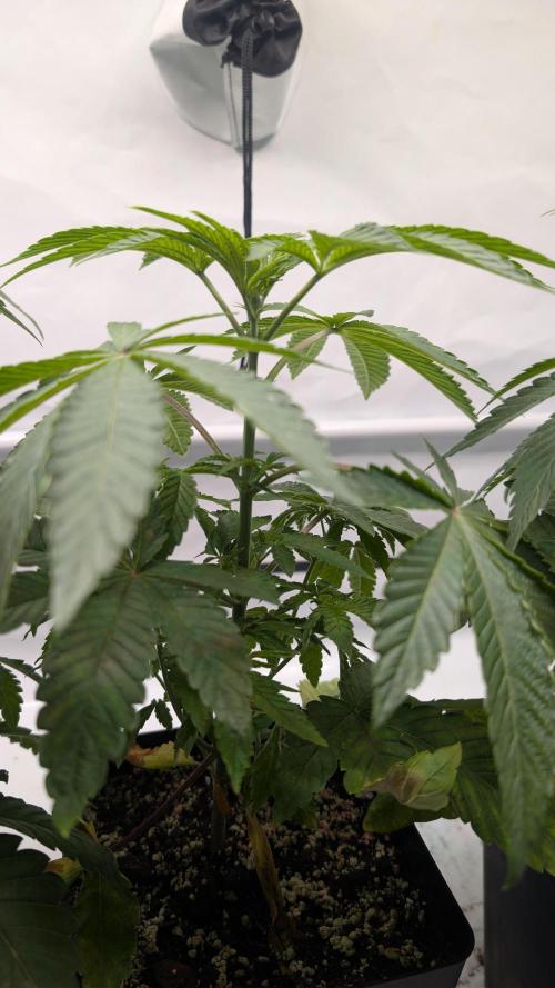 First US Premium try. Week 6