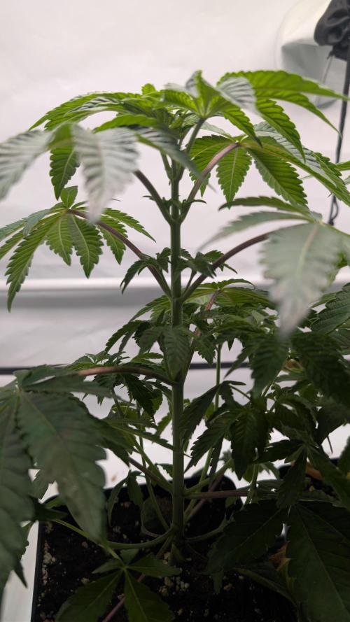 First US Premium try. Week 6