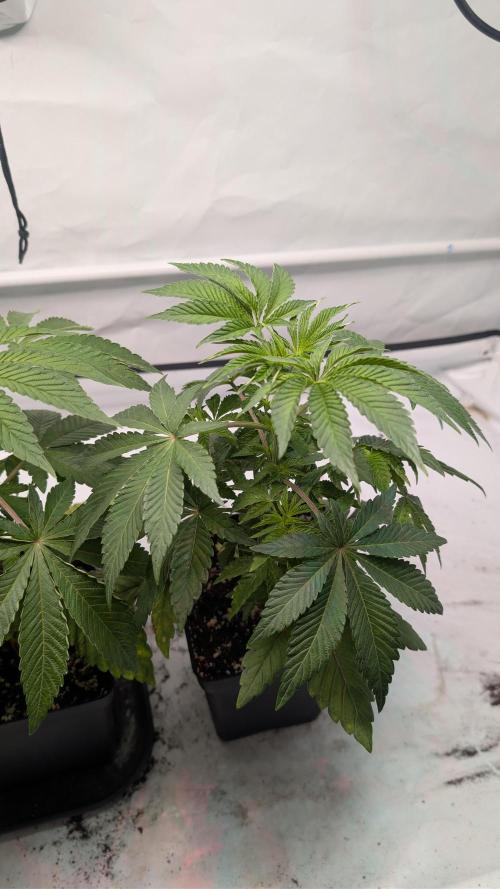 First US Premium try. Week 6