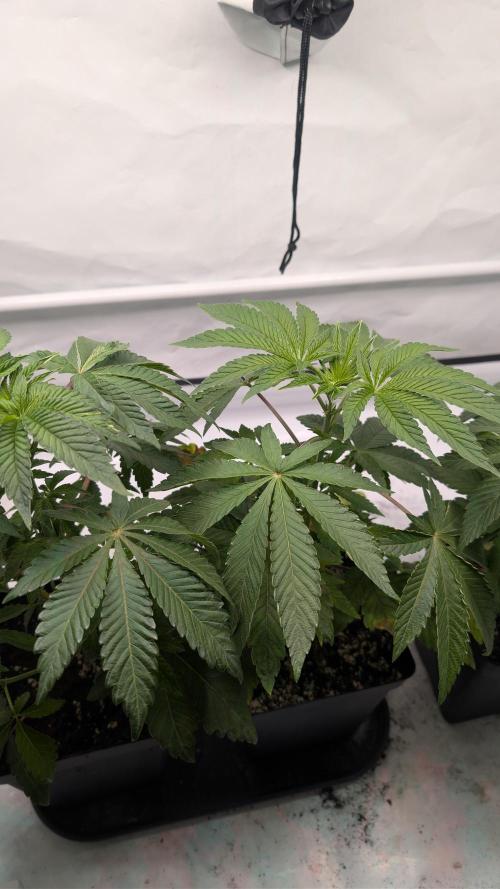 First US Premium try. Week 6