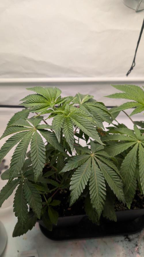 First US Premium try. Week 6