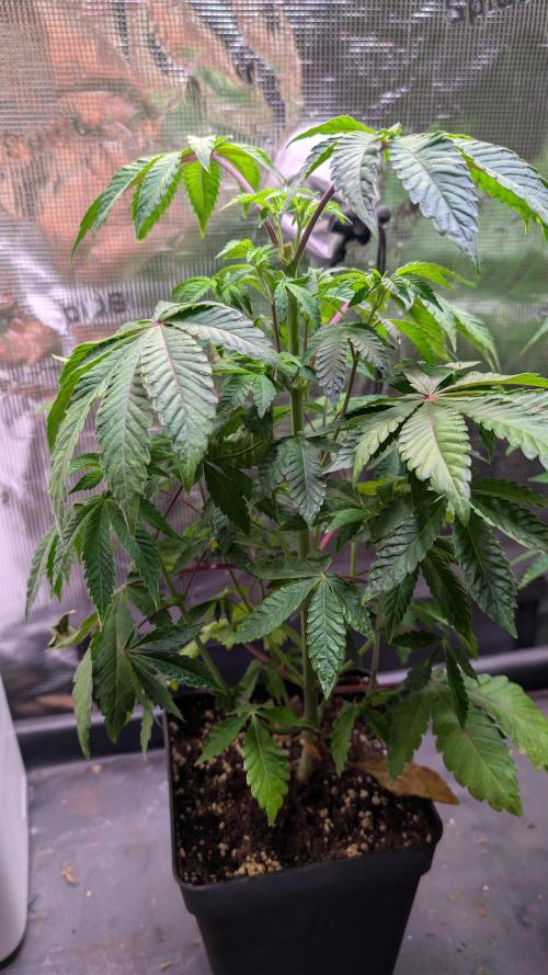 First US Premium try. Week 8