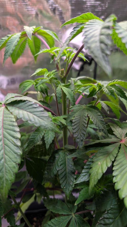 First US Premium try. Week 8