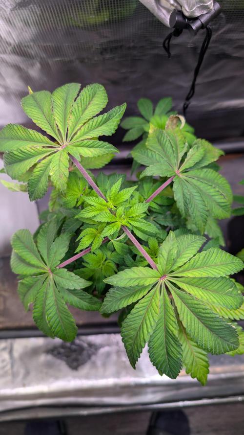 First US Premium try. Week 8