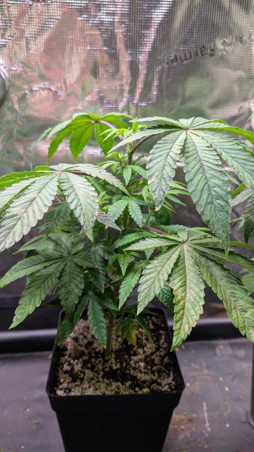 First US Premium try. Week 8