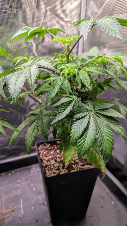 First US Premium try. Week 8