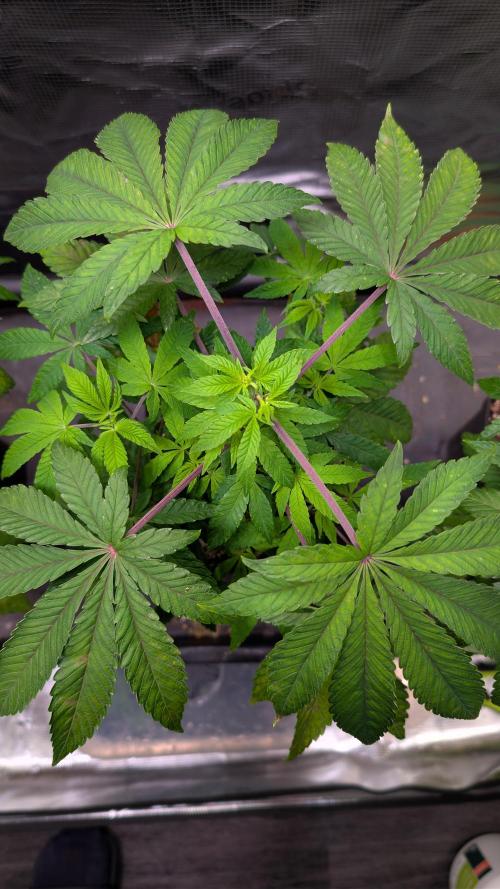 First US Premium try. Week 8