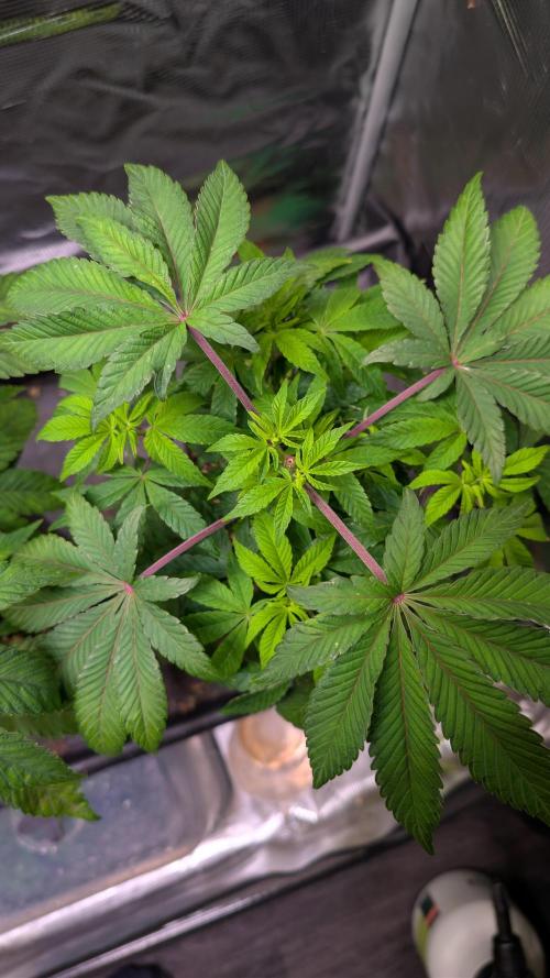 First US Premium try. Week 8