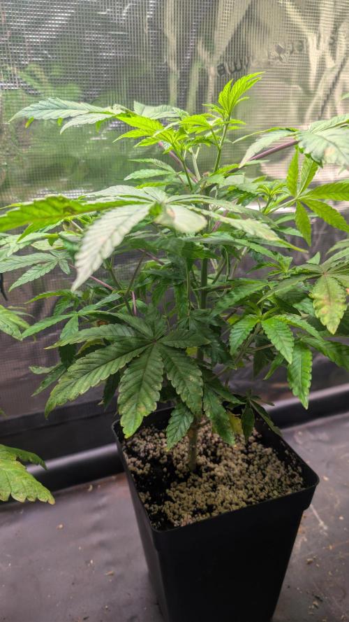 First US Premium try. Week 8