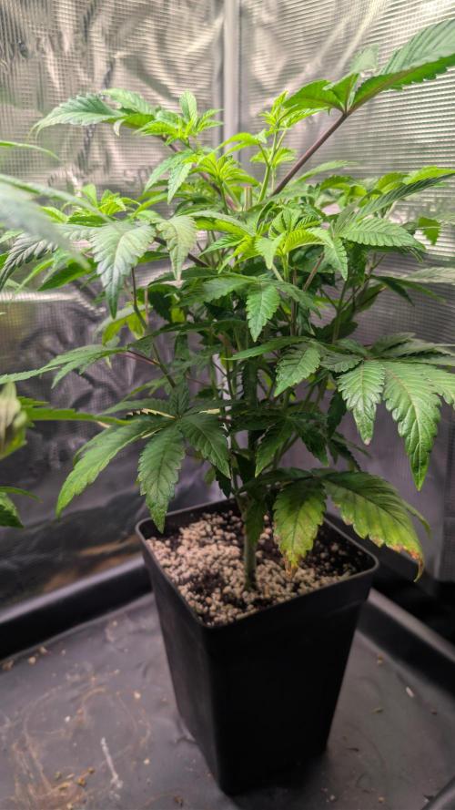 First US Premium try. Week 8