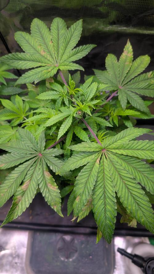 First US Premium try. Week 8