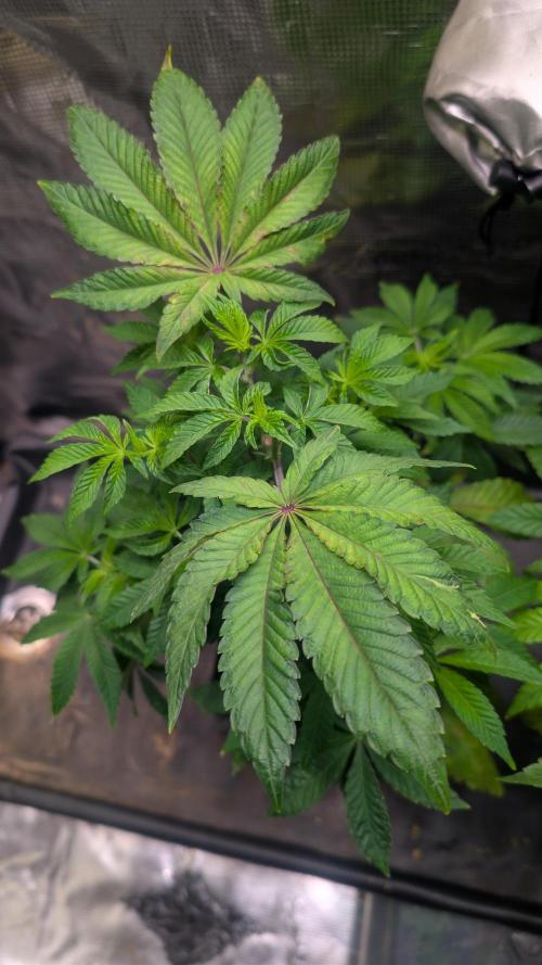 First US Premium try. Week 8