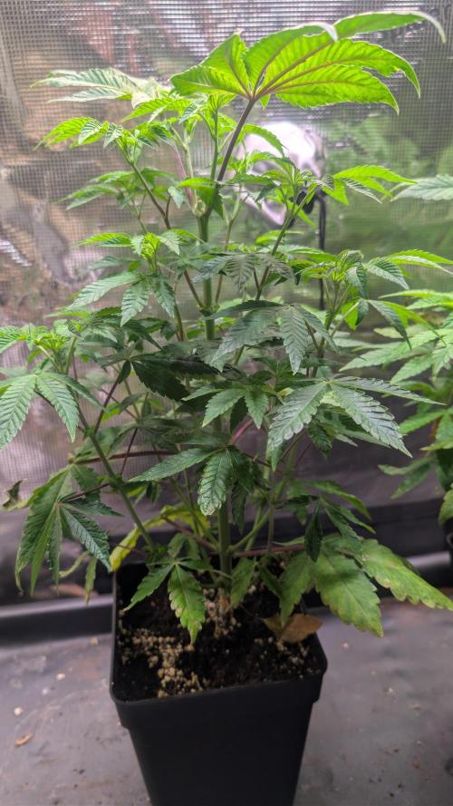 First US Premium try. Week 8