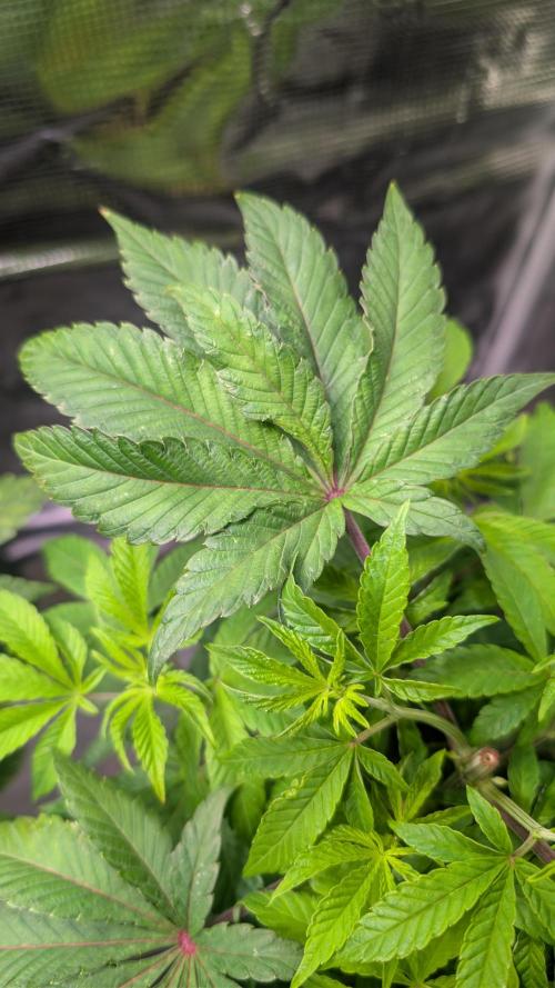 First US Premium try. Week 8