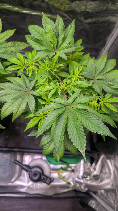 First US Premium try. Week 8