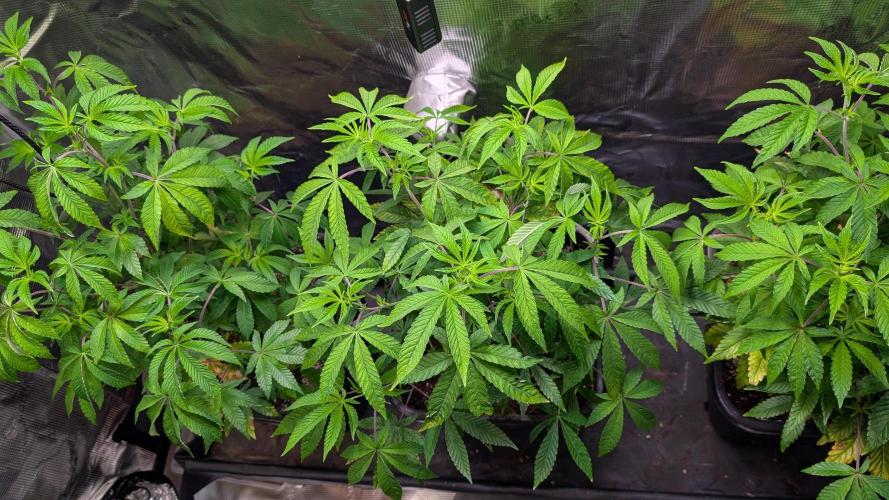 First US Premium try. Week 10