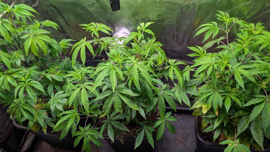 First US Premium try. Week 10