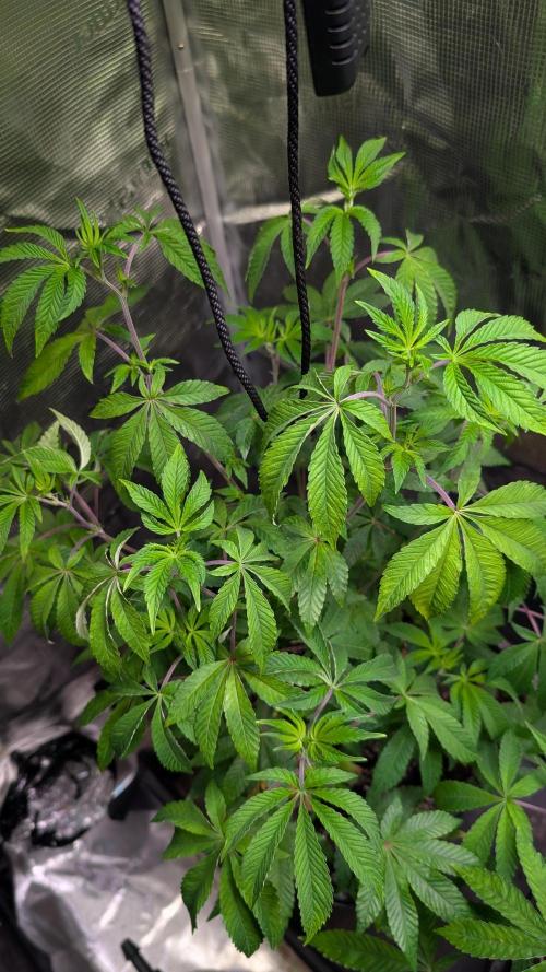 First US Premium try. Week 10