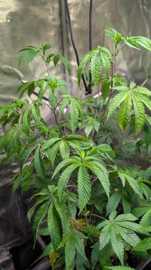 First US Premium try. Week 10