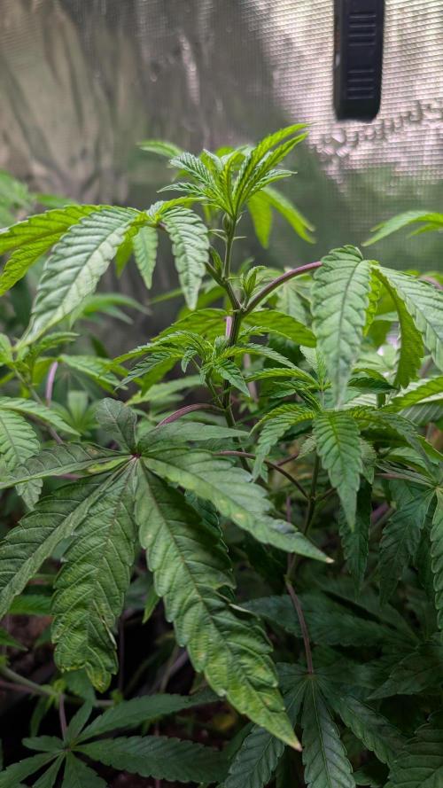 First US Premium try. Week 10