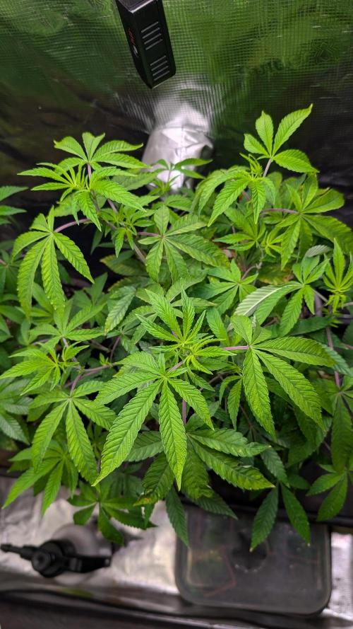 First US Premium try. Week 10