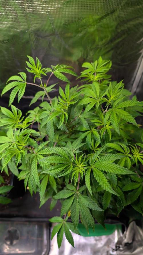 First US Premium try. Week 10