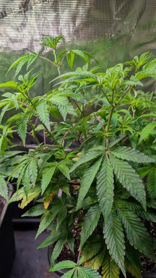 First US Premium try. Week 10