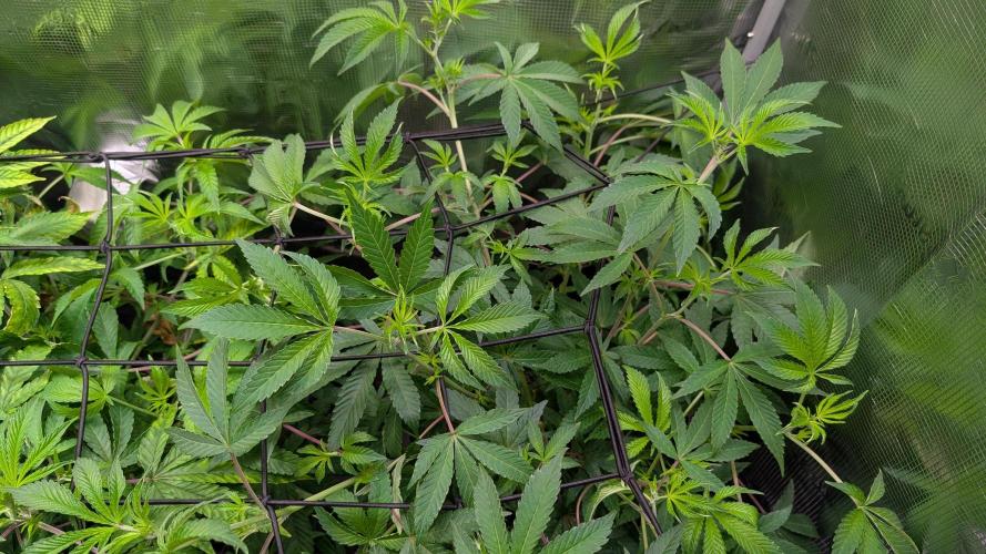 First US Premium try. Week 11