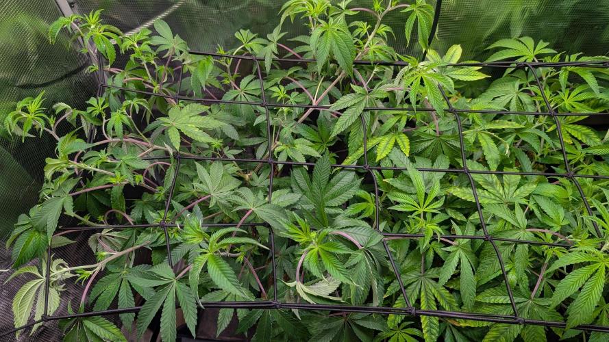 First US Premium try. Week 11