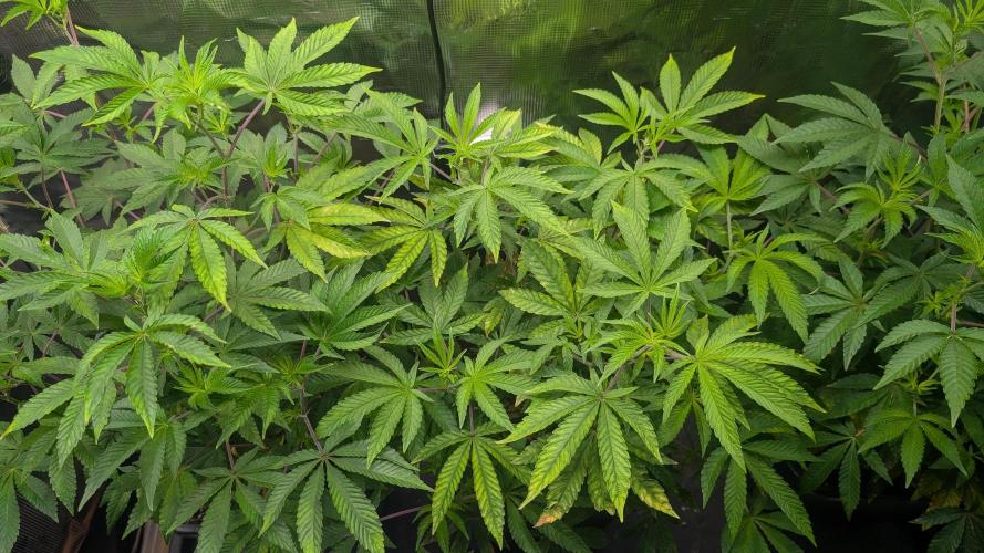 First US Premium try. Week 11