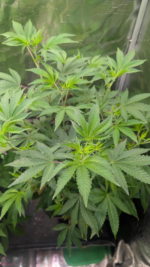 First US Premium try. Week 11